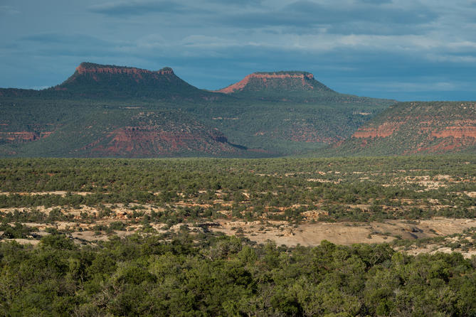 bearsears2