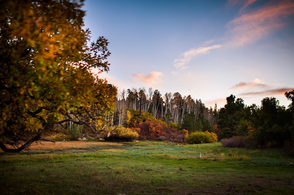 autumnbearsears9