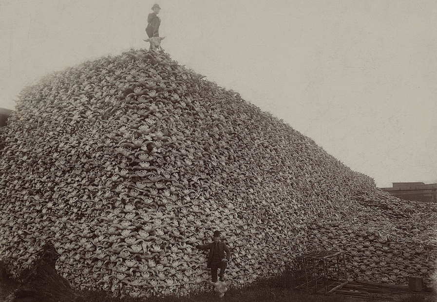 A pile of bison skulls prior to being ground into fertilizer in the mid-1870s. By 1886, less than 1,000 bison remained in North America.