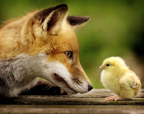 fox-chicken