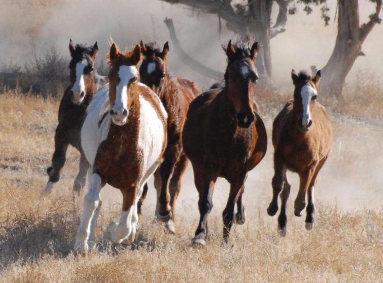 wild-horses-745x551