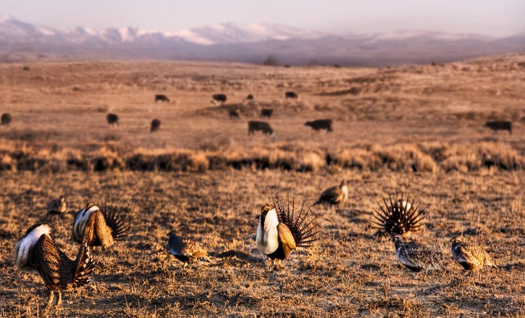 Sage Grouse