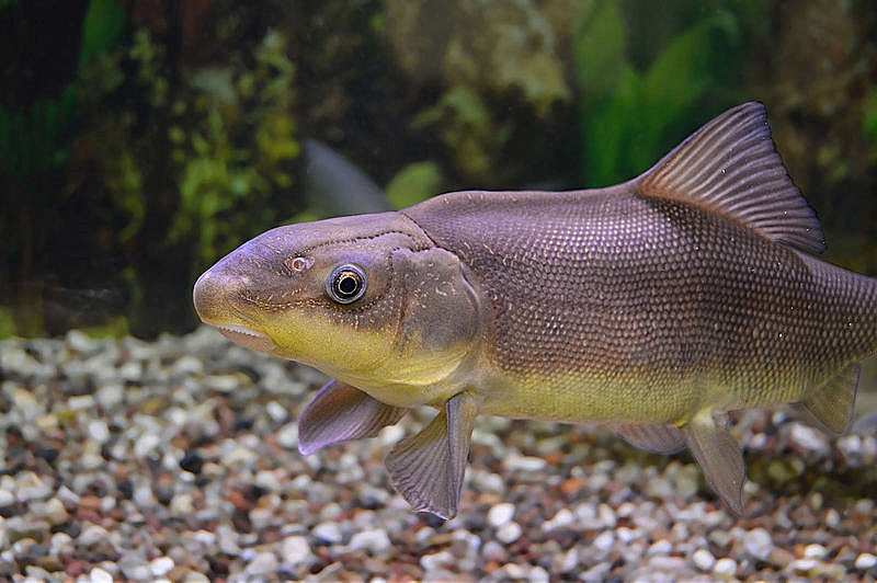 Colorado River fish